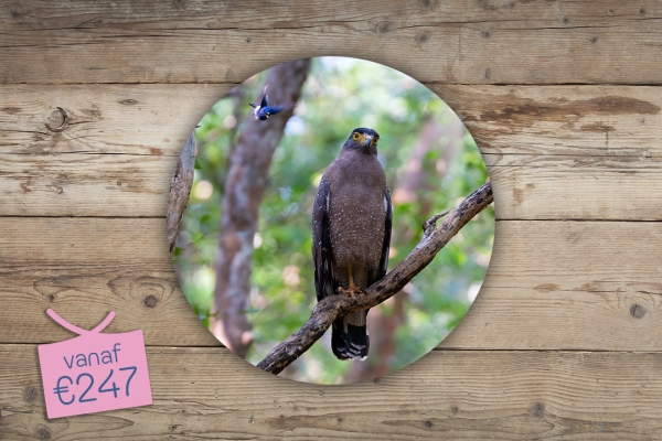 Rond - Minimalistisch