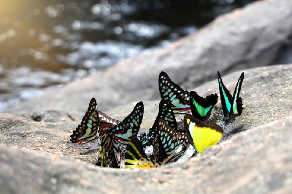 Vlinderdans | Vlinderdans