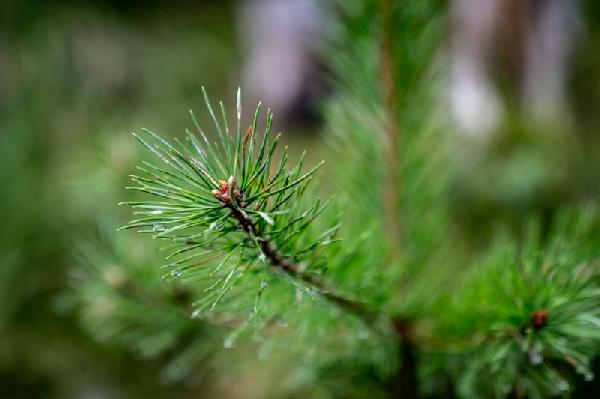 Zo creëer je focus en rust met de kleur groen | 